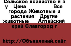 Сельское хозяйство и з/у › Цена ­ 2 500 000 - Все города Животные и растения » Другие животные   . Алтайский край,Славгород г.